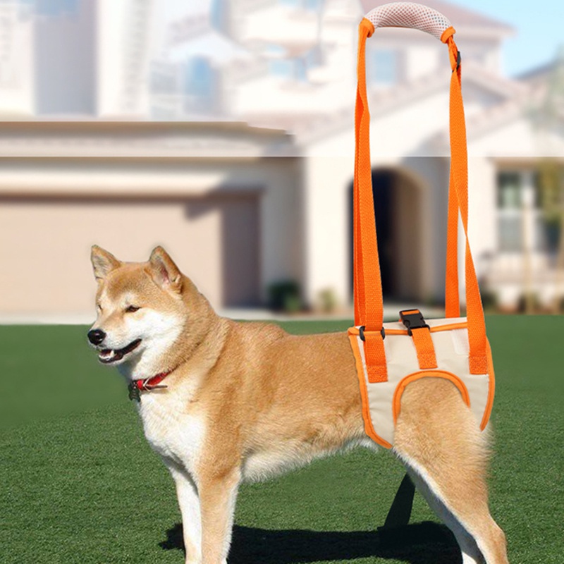 cinto para elevar cachorro