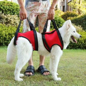 suporte para cachorro com displasia